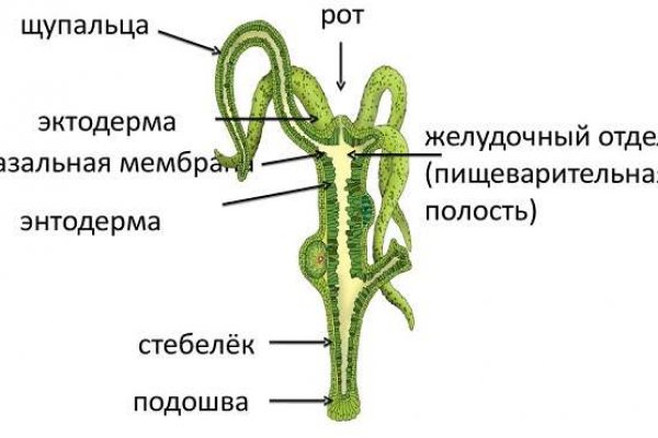 Кракен как войти через тор