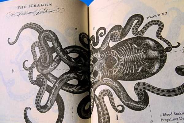 Kraken 12at