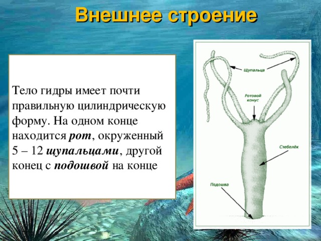 Почему не заходит на кракен